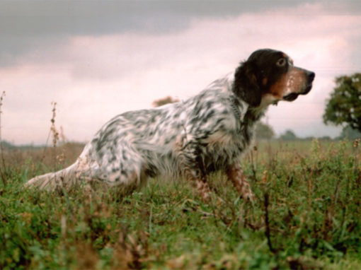 Della Cipollara
