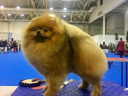 Queen of Pom’s