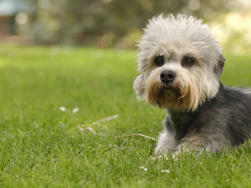 Sunjoy’s Dandie Dinmont Terrier