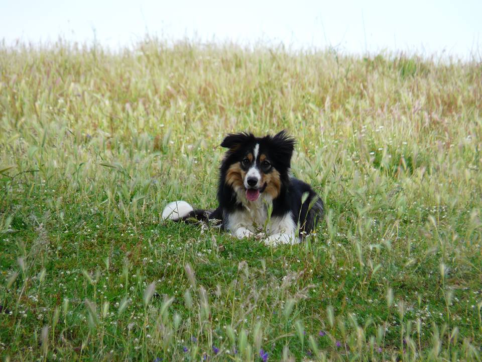 border collie