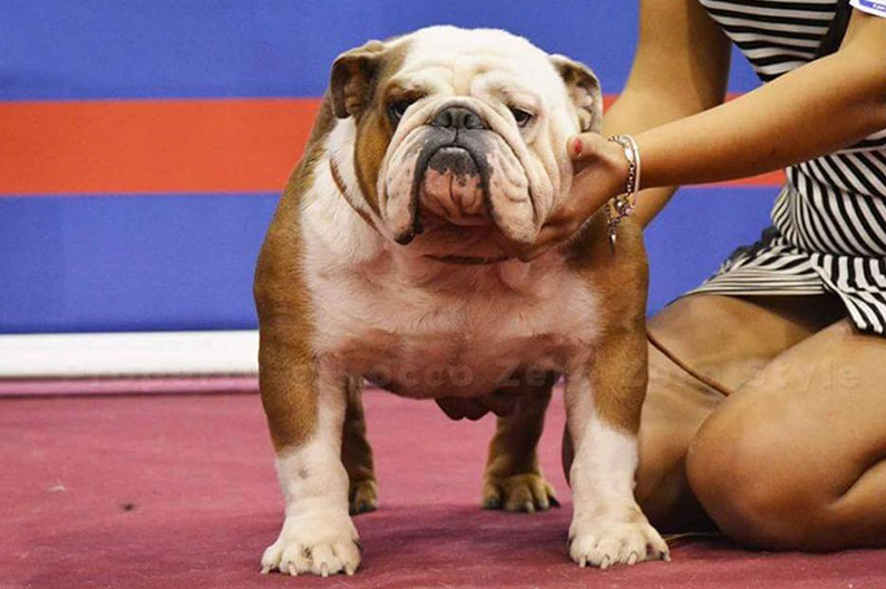 bulldog inglese