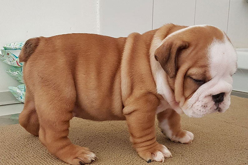 bulldog inglese