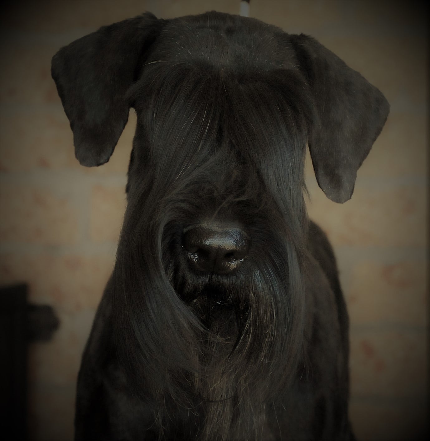 Blackshiver's allevamento