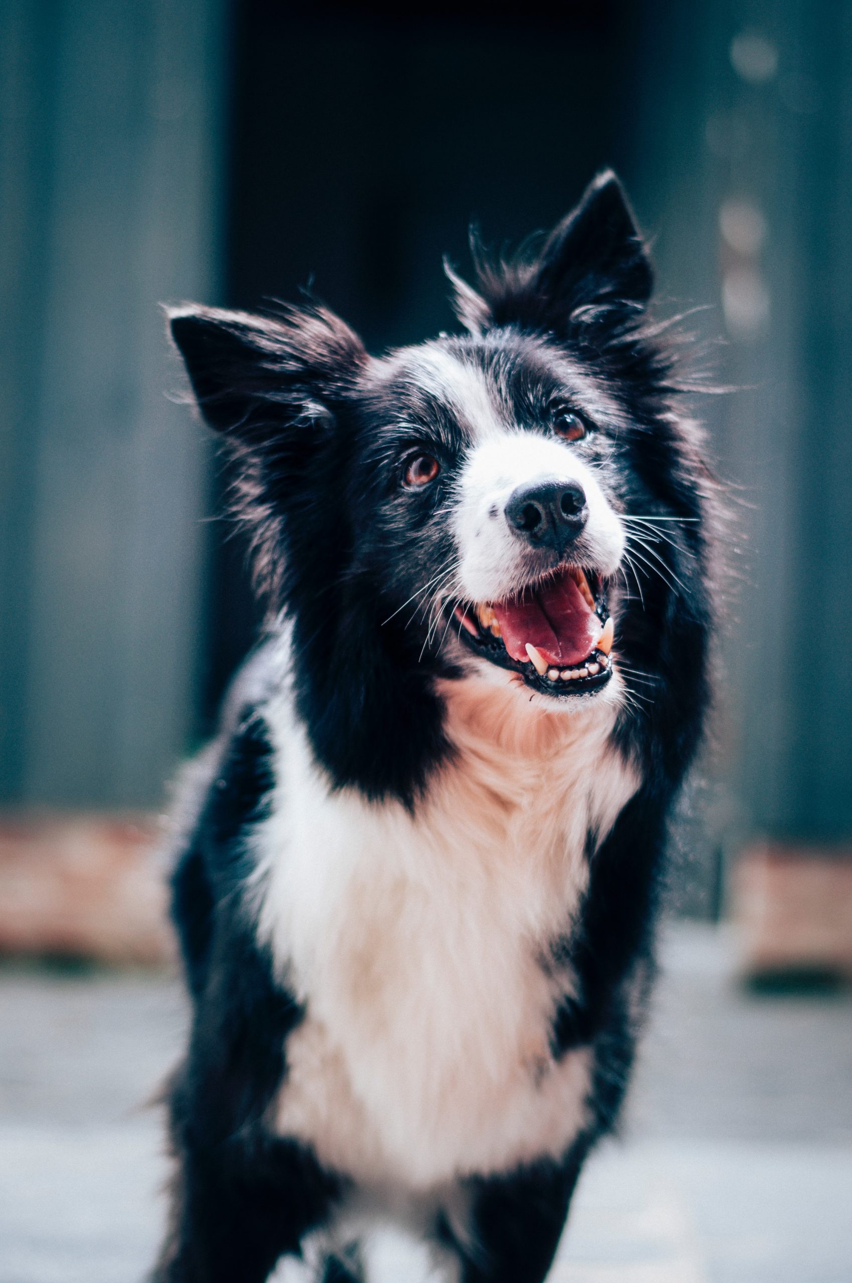 border collie