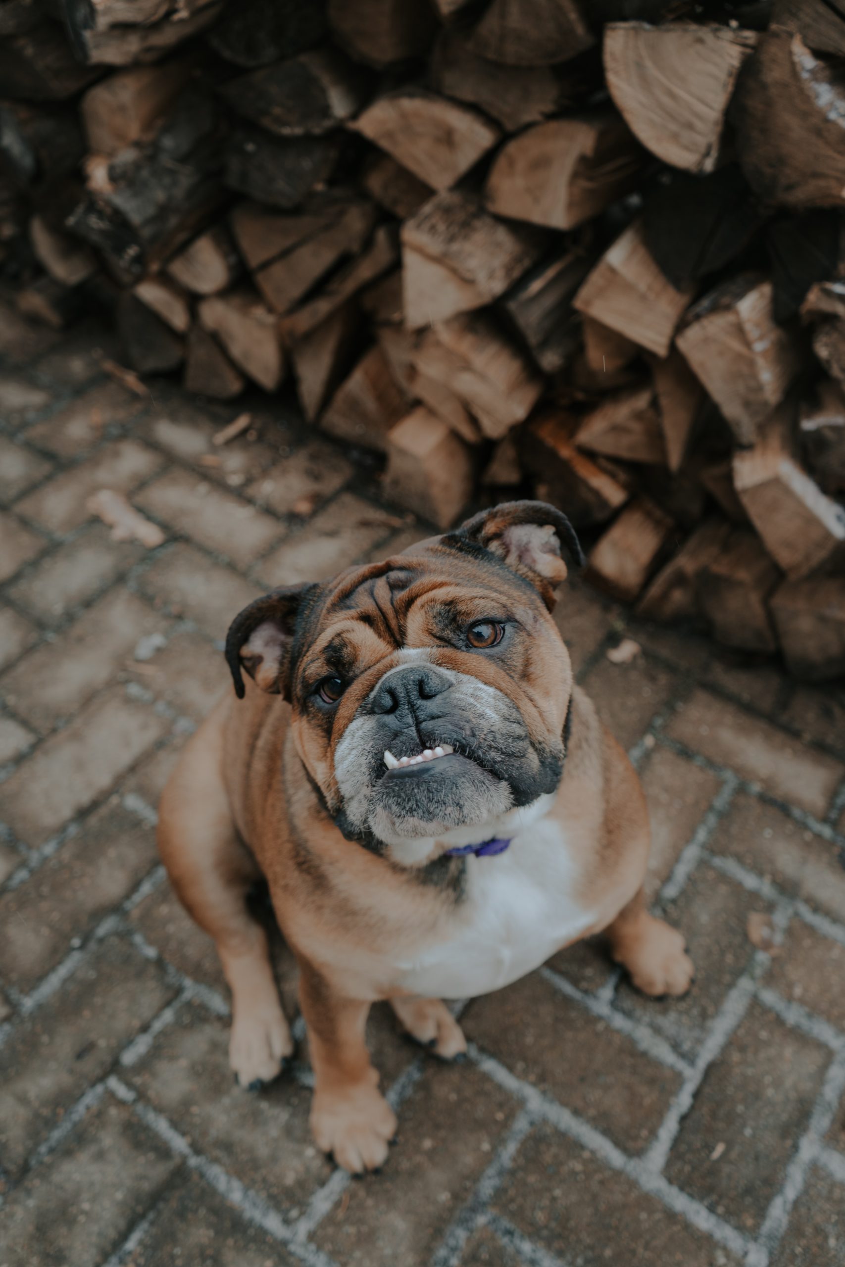 bulldog infglese
