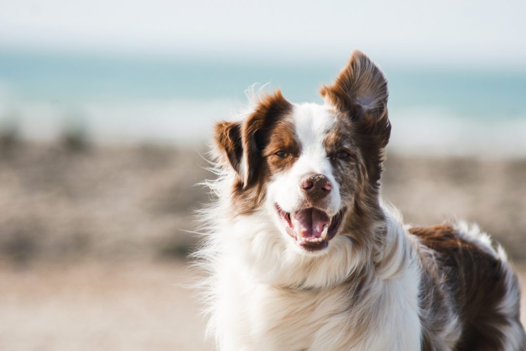 border collie