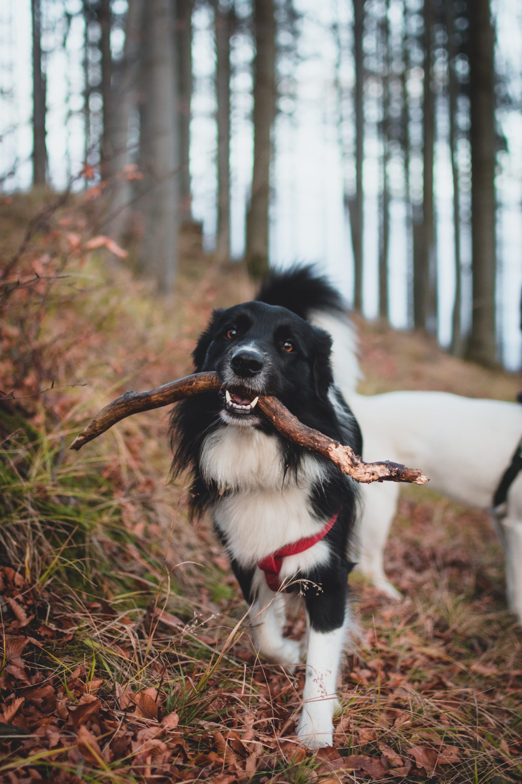 dogs and human